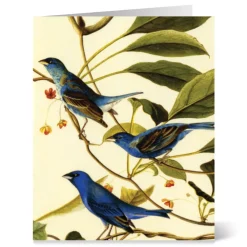 Online The Met Store Audubon Birds Notecards