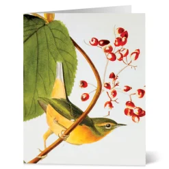 Online The Met Store Audubon Birds Notecards