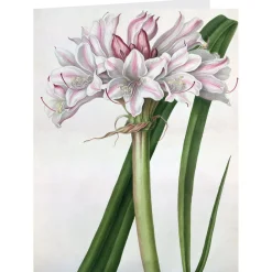 Best The Met Store Botanical Illustrations Notecards